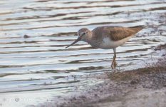 Terek Sandpiper (Xenus cinereus) Kalloni saltpans cc Mattias Hofstede 140518 01.JPG