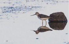 Terek Sandpiper (Xenus cinereus) Kalloni saltpans cc Mattias Hofstede 140518 02.JPG