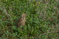 American Bittern-8000.jpg