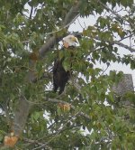 P1760547.jpeg   Bald Eagle 1..jpg