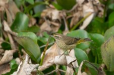 Tennessee Warbler-7792.jpg