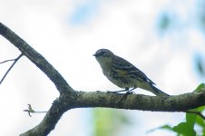 Audubon's Warbler-7699.jpg
