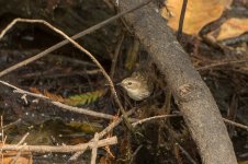 Audubon's Warbler-7468.jpg