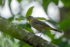 Audubon's Warbler-7548.jpg