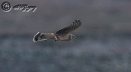 AWG  Adult Female Hen Harrier.jpg