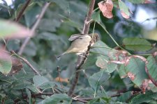 DSC01504 wood warbler sp @ Farmington.jpg