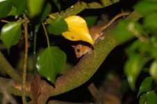 20180819 (2)_Hazel_Dormouse.JPG