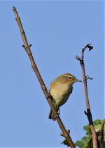 P1970636ed50 Chiffchaff.jpg