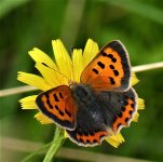 P1970743ed40 Small Copper caer.jpg