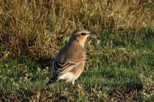 P1980182ed40 Wheatear.jpg