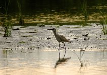 Whimbrel1.jpg