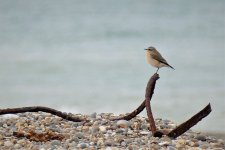 P1980637ed40 Wheatear really on its metal.jpg