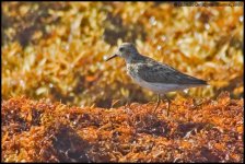 Calidris-minutilla_001.jpg