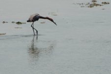 Reddish Egret-2224.jpg