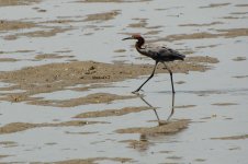 Reddish Egret-2226.jpg