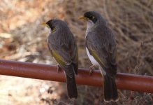 yellow throated miners.JPG