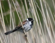 Reed Bunting_Girdle Ness_270518a.jpg