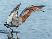 Reddish_Egret.jpg