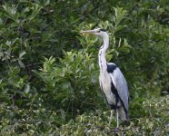 Grey Heron_Girdle Ness_150718a.jpg