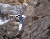 Red Billed Tropicbird_Fuerteventura_150818a.jpg