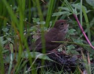 Sichuan Leaf Warbler_Longcanggou_030618a.jpg