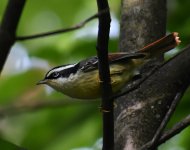 Red-tailed Minla_Longcanggou_050618a.jpg