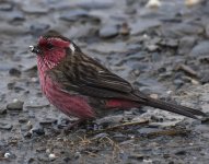 Chinese WB Rosefinch_Mengbishan_130618a.jpg