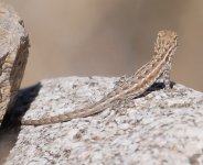 Lizard-q4a Anza-B P1070793.JPG