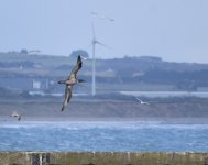 Gannet_Girdle Ness_291018a.jpg