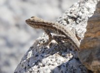 Lizard-q4b Anza-B P1070779.JPG