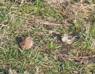 Common Redpoll_Girdle Ness_291018a.jpg