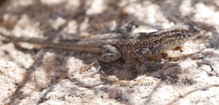 Lizard-q5 Anza-B P1070844.JPG