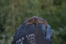 Common Shrew_01.JPG