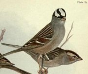 White crowned sparrow.jpg