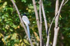 Azure-Winged Magpie (1).jpg