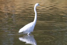 Great Egret.jpg