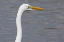 Great Egret (1).jpg