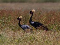 crowned cranes.jpg