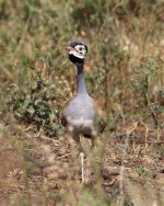 white bellied bustard.jpg