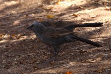 apostlebird.JPG