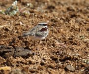 black fronted dottrel.JPG