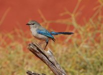 splendid fairywren.JPG