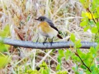 Redstart Odd. tail lightened.jpg