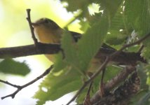 IMG_1322warbler1.JPG