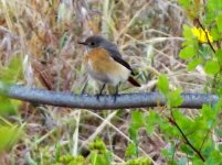 Redstart Odd..jpg