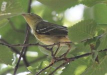 IMG_1333warbler2.JPG