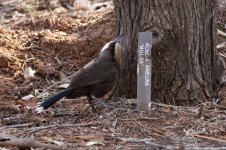 grey headed babbler likes mulga.JPG