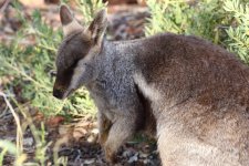 black footed rock wallaby.JPG