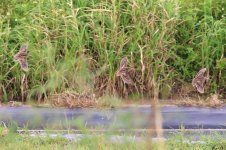 Snipe (01) - Copy.jpg