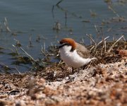 red capped plover breeding.JPG